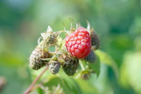 Raspberry Stock Photos