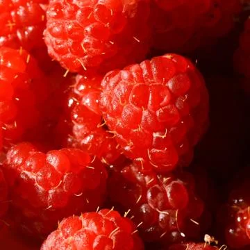Raspberry Stock Photos