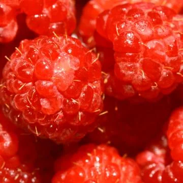 Raspberry Stock Photos