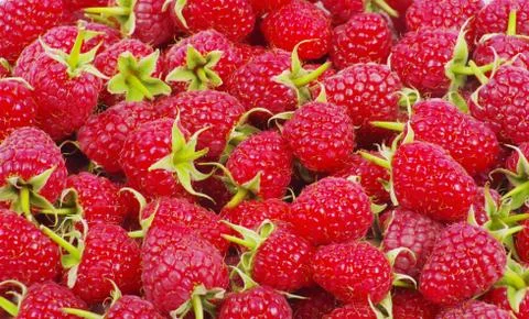 Raspberry Stock Photos