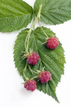Raspberry Stock Photos
