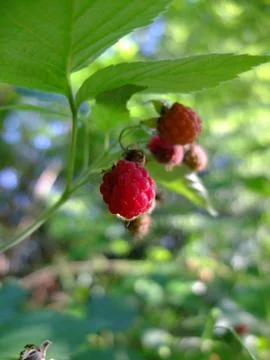 Raspberry. Stock Photos