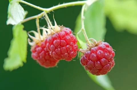 Raspberry Stock Photos