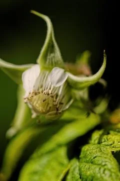 Raspberry Stock Photos