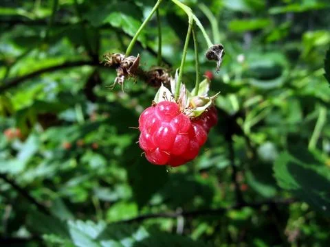 Raspberry Foto stock