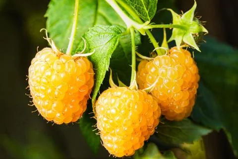 Raspberry Stock Photos