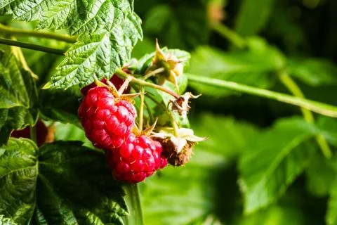 Raspberry Stock Photos