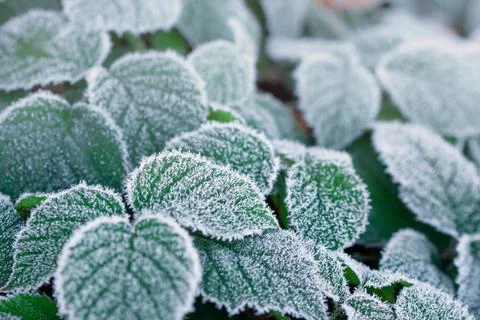 Raspberry Stock Photos