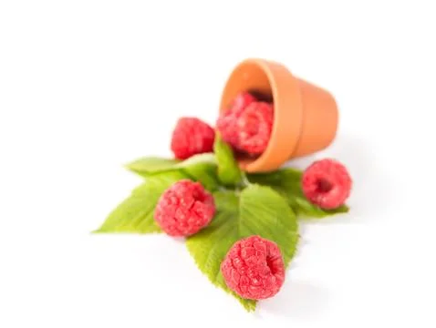 Raspberry 스톡 사진