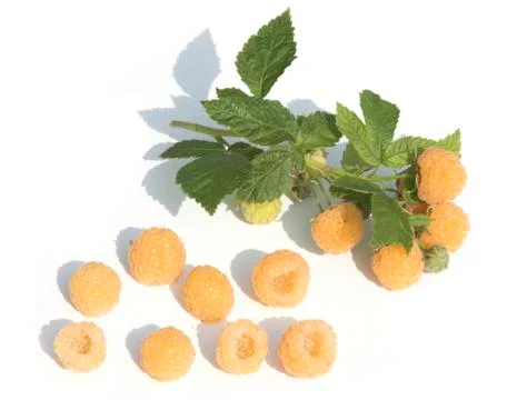 Raspberry Stock Photos