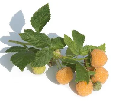 Raspberry Stock Photos