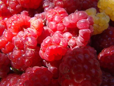 Raspberry Stock Photos