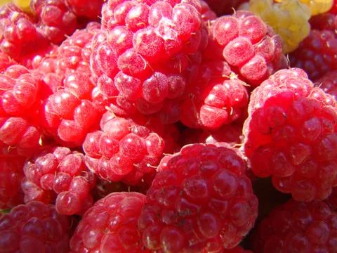 Raspberry Stock Photos