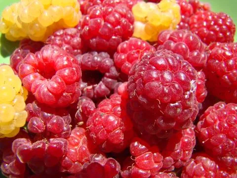 Raspberry Stock Photos