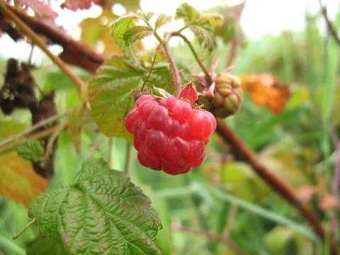 Raspberry Stock Photos