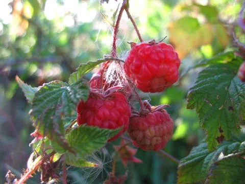 Raspberry Stock Photos