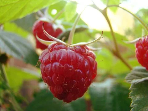 Raspberry Stock Photos
