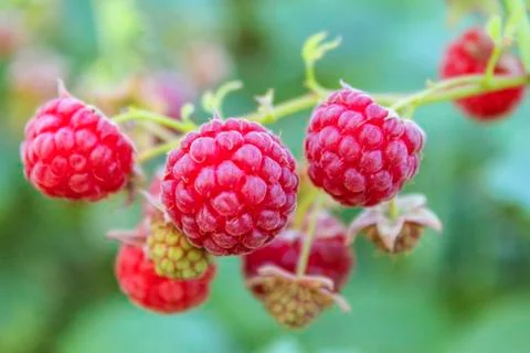 Raspberry Stock Photos