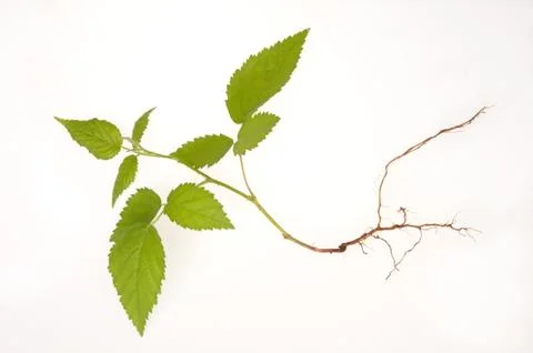 Raspberry Stock Photos