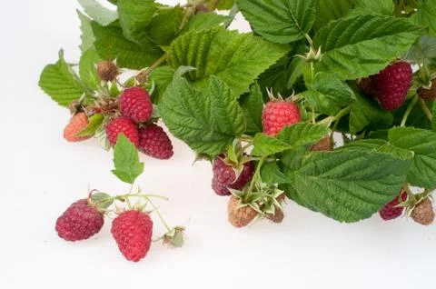 Raspberry Stock Photos