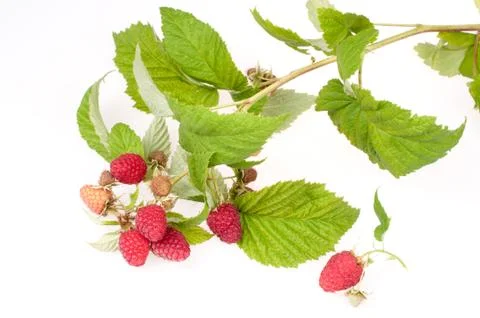 Raspberry Foto stock