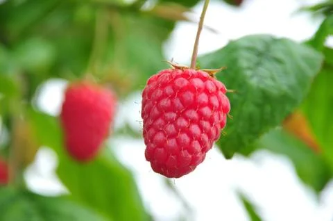 Raspberry Stock Photos