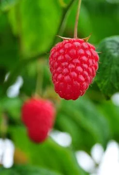 Raspberry Stock Photos