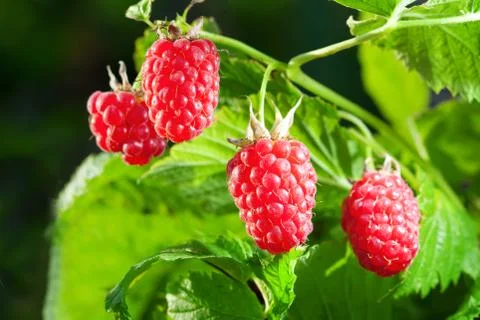 Raspberry Stock Photos