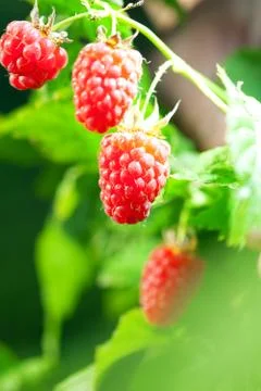 Raspberry Stock Photos