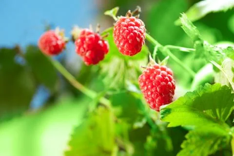 Raspberry Stock Photos