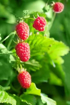 Raspberry Stock Photos