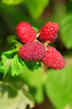 Raspberry Stock Photos