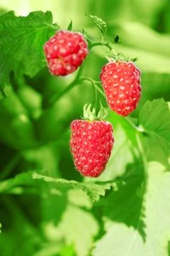 Raspberry Stock Photos