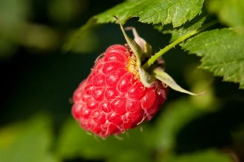 Raspberry Foto stock
