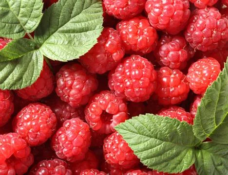 Raspberry Stock Photos