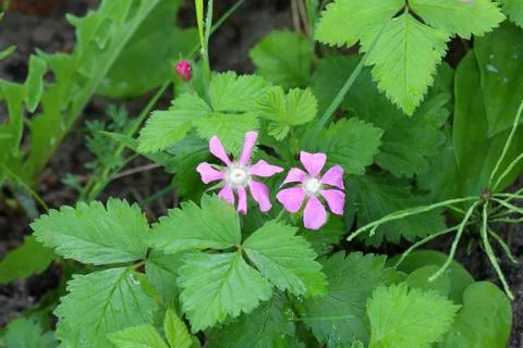 Raspberry 스톡 사진