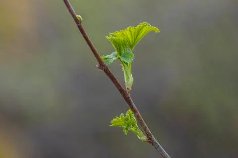 Raspberry. Stock Photos
