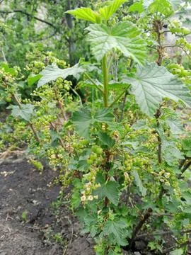 Raspberry Stockfoto's