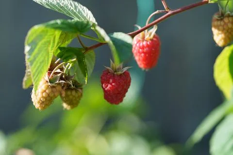Raspberry Fotos de archivo
