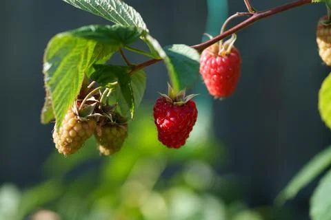 Raspberry Stockfoto's
