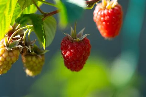Raspberry 写真素材