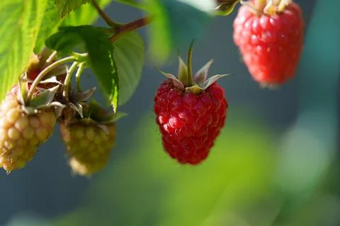 Raspberry Fotos de archivo