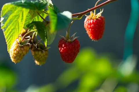 Raspberry 스톡 사진