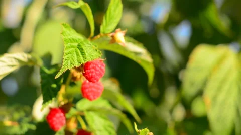 Raspberry picking Stock Footage 53941461