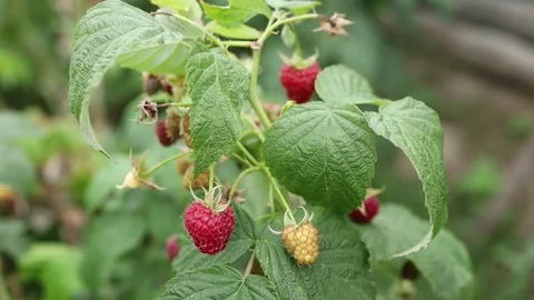 Raspberry picking at a local farm in late summer Stock Footage 344401302