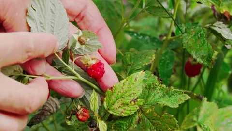 Raspberry picking, in outdoor garden, with hand, raspberry plant, Stock Footage 341465328