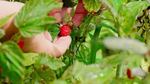 Raspberry picking, in outdoor garden, with hand, raspberry plant, Stock Footage 341465374