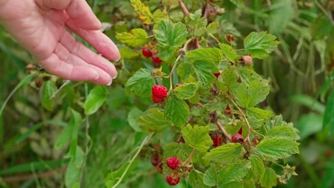 Raspberry picking, in outdoor garden, with hand, raspberry plant, Stock Footage 341465509