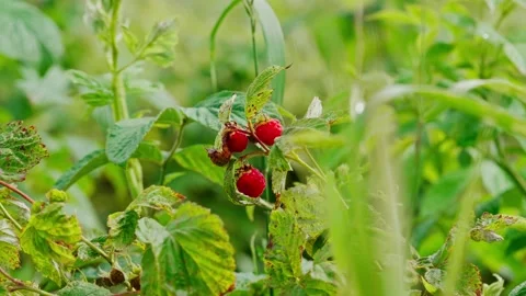 Raspberry picking, in outdoor garden, with hand, raspberry plant, Stock Footage 341465529