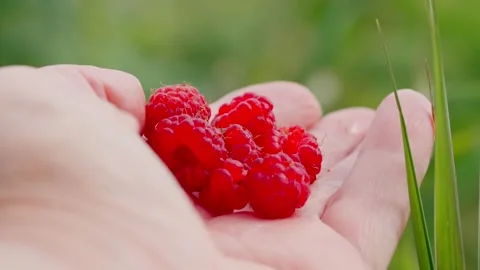 Raspberry picking, in outdoor garden, with hand, raspberry plant, Stock Footage 341465535